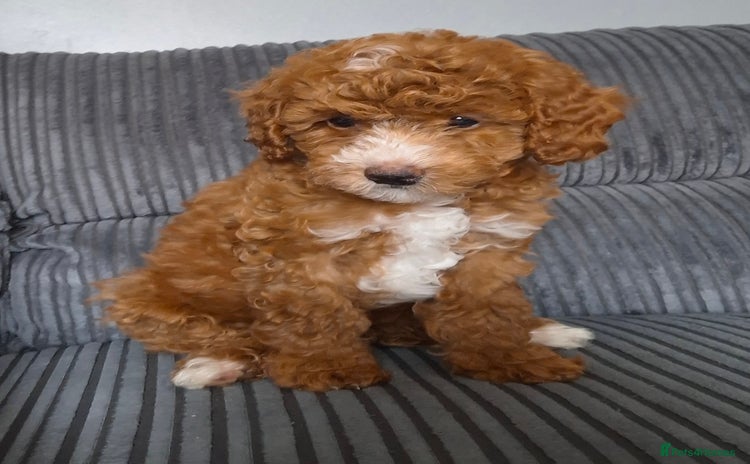 Cockapoo dogs - Advert 11