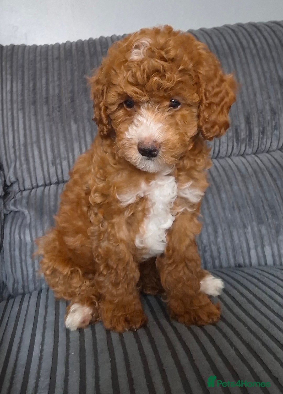 Cockapoo dogs for sale: Toy cockapoo puppies - Image 2