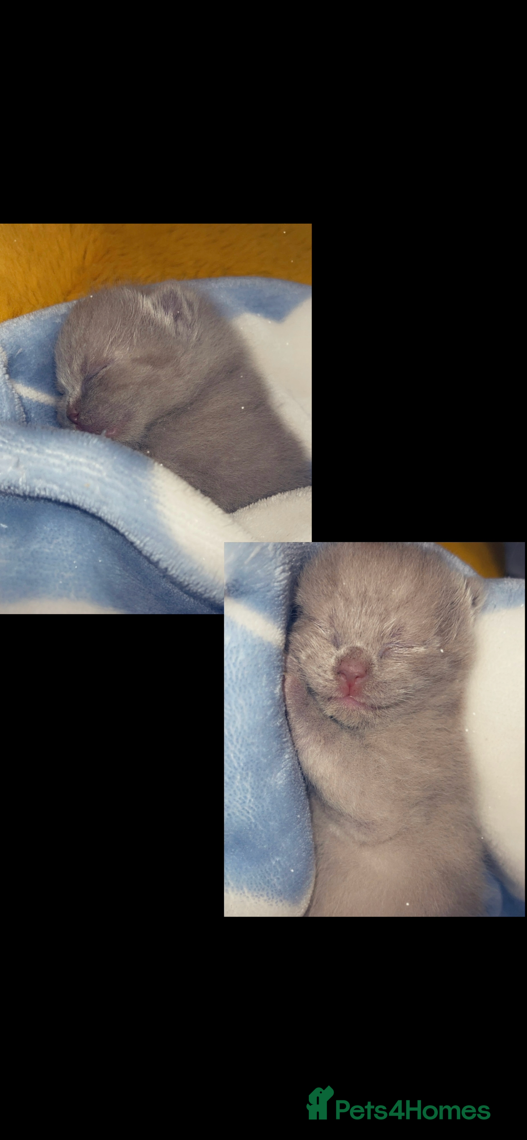 British Shorthair cats for sale: Beautiful BSH x Ragdoll x Bengal Kittens - Image 10