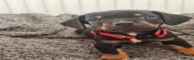 Chiweenie Puppy 1