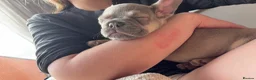 French Bulldog dogs for sale: Gorgeous girl  - Advert 4
