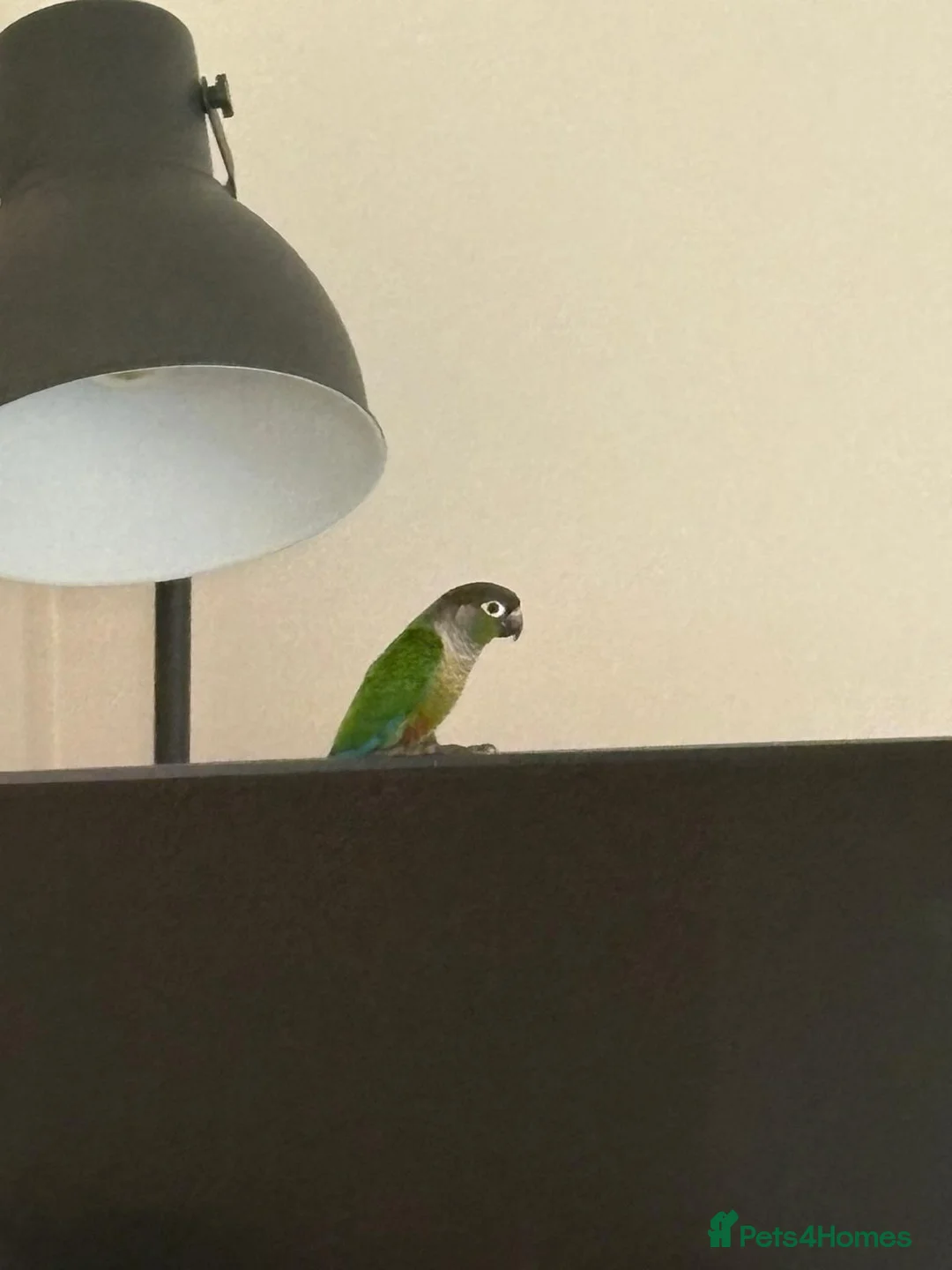 Conures birds for sale: Concure Green Cheek  in Swindon - Advert 2