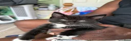 Mixed Breed cats for sale: Beautiful kittens  in Worcester - Advert 10