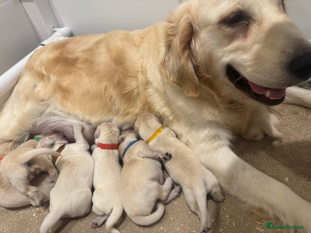 Golden Retriever dogs for sale: 7 beautiful Golden Retriever puppies  - Image 9