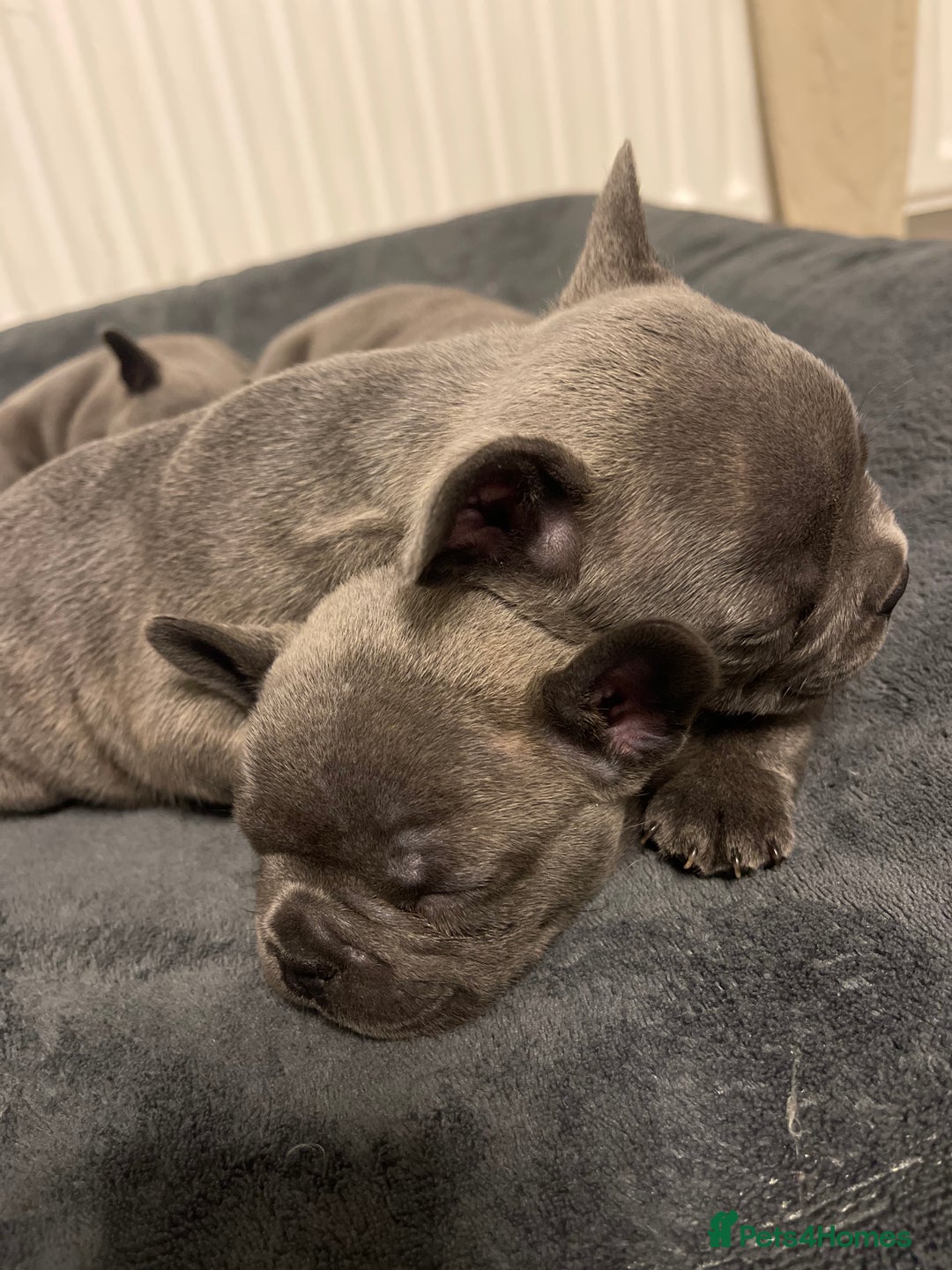 French Bulldog dogs for sale: 6 French bull dogs  - Advert 11