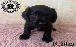 Cocker Spaniel dogs for sale: 🖤 Quality Cocker Spaniels 🖤 Ready Now 🖤 - Image 17