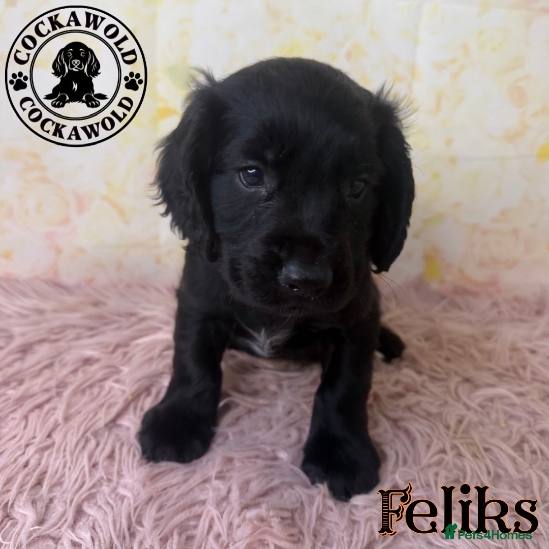 Cocker Spaniel dogs for sale: 🖤 Quality Cocker Spaniels 🖤 Ready Now 🖤 - Image 17