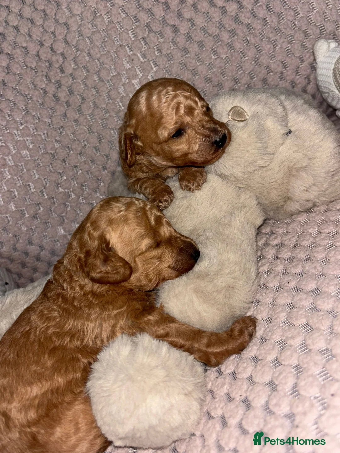Toy Poodle dogs for stud: For stud toy poodle £125 - Advert 11