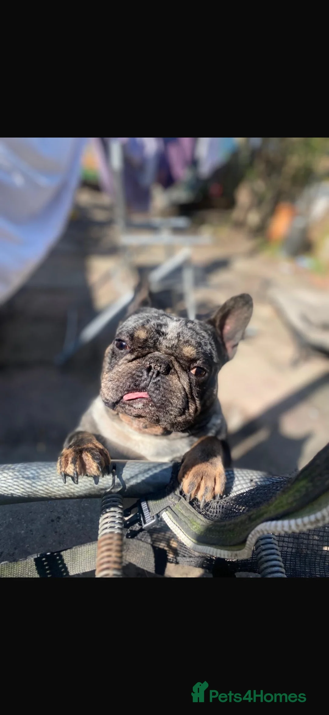 French Bulldog dogs for sale: Loving 4-Year-Old Male French Bulldog in London - Advert 2