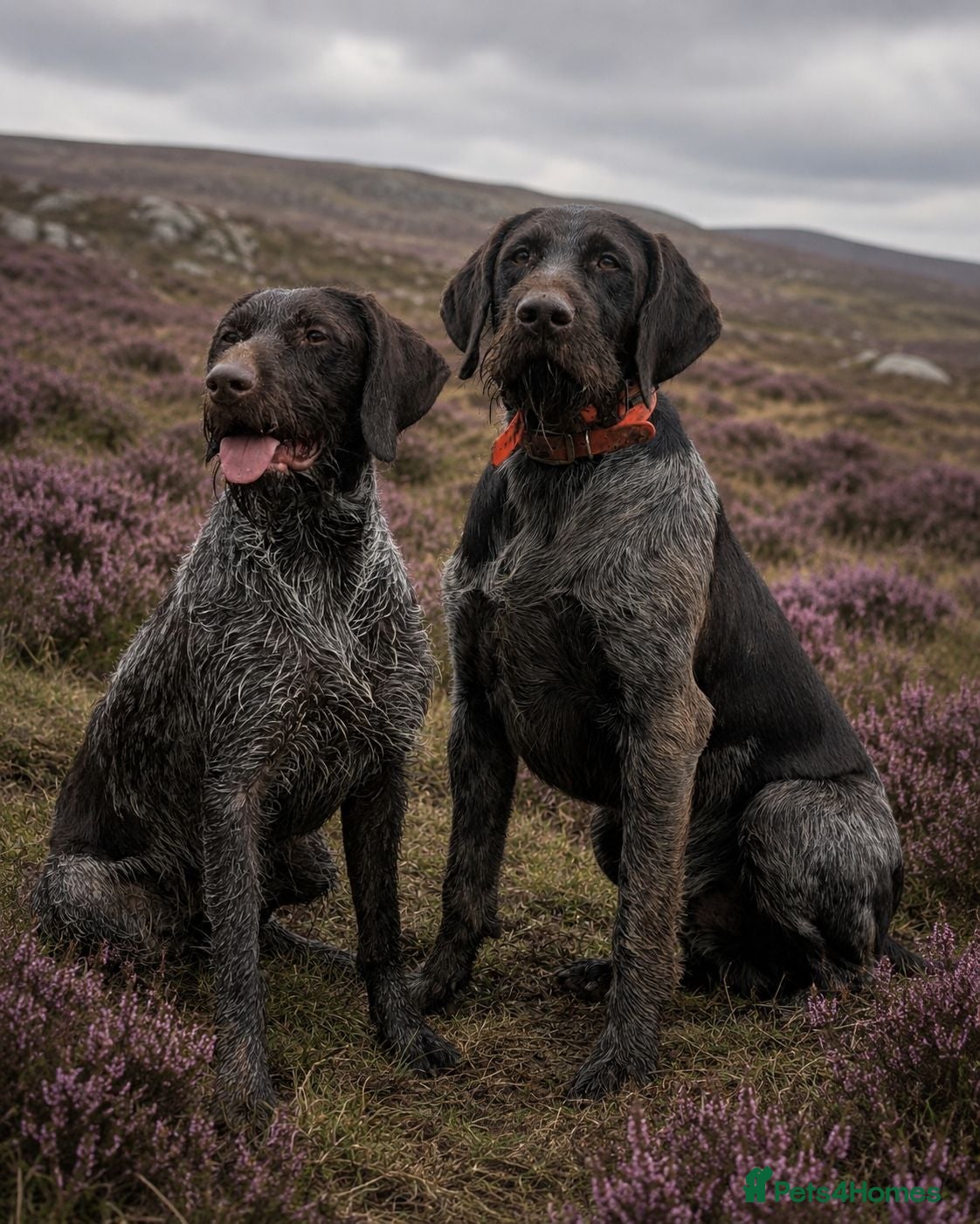 German Wirehaired Pointer dogs German Wirehaired Pointer puppies - Advert 14