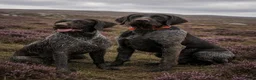 German Wirehaired Pointer dogs for sale: German Wirehaired Pointer puppies - Advert 1