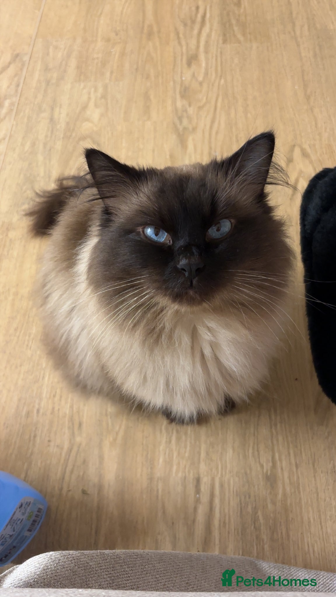 Ragdoll cats Beautiful Chocolate Seal Point Boy💙 - Advert 4