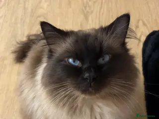 Ragdoll cats Beautiful Chocolate Seal Point Boy💙 - Advert 4