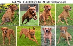 Labrador Retriever dogs for sale: Red Fox Labs : Health Checked-KC Reg-FTCH Pedigree - Image 11
