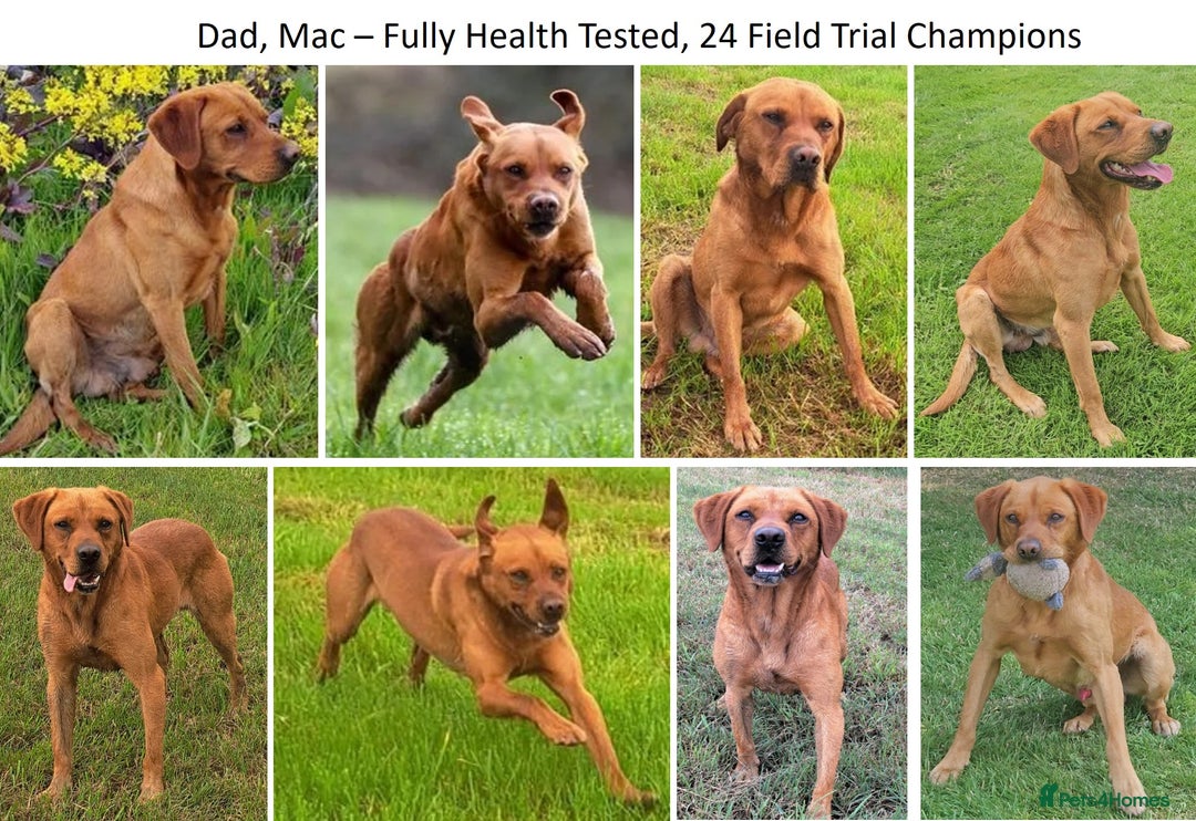 Labrador Retriever dogs for sale: Red Fox Labs : Health Checked-KC Reg-FTCH Pedigree - Image 11