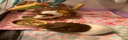 Guinea Pig rodents for sale: 2 female guinea pigs & whole set up  in Sutton-in-Ashfield - Advert 5