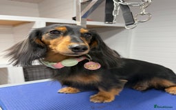 Miniature Dachshund dogs for sale: Sweet Black & Tan Miniature Long-Haired Dachshund - Image 2