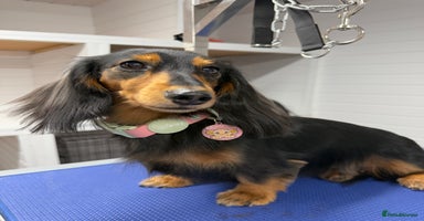 Miniature Dachshund dogs - Advert 7