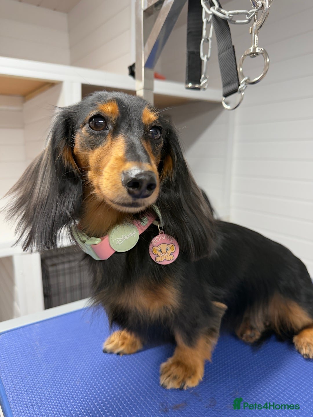 Miniature Dachshund dogs for sale: Sweet Black & Tan Miniature Long-Haired Dachshund - Image 2