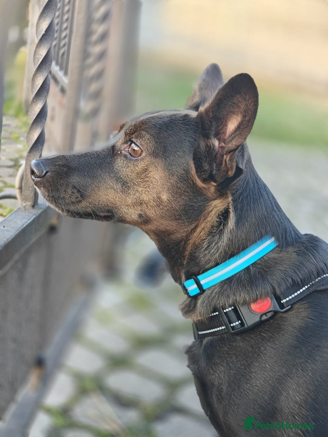 Mixed Breed dogs for adoption: 💖🐶 BUNIA 🐶💖 - Image 6