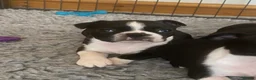 Boston Terrier dogs for stud: 🇺🇸 Boston Terrier For Stud 🇺🇸 in Croydon - Advert 4
