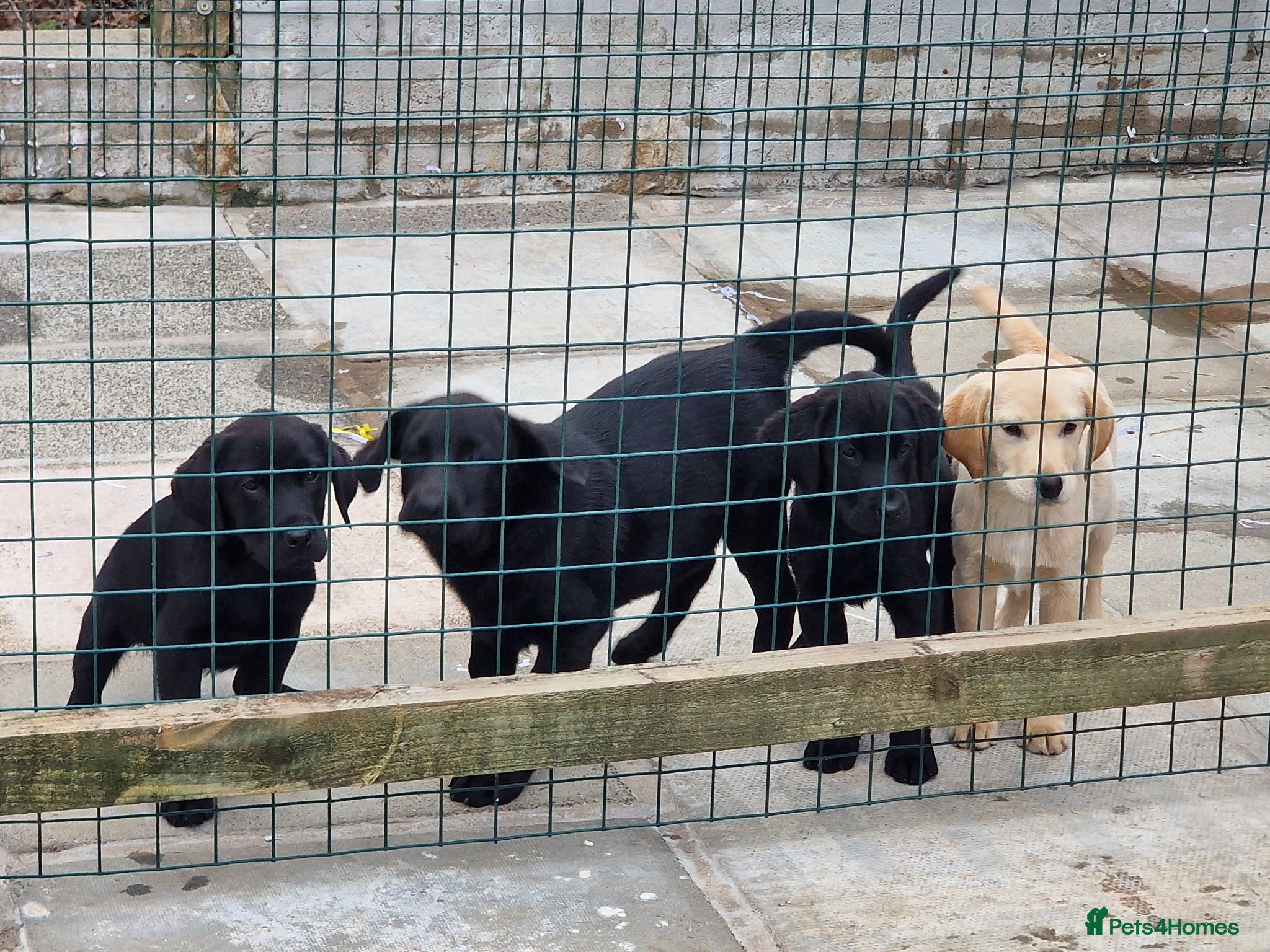 Labrador Retriever dogs 4 REALLY BEAUTIFUL LABRADOR PUPPIES  - Advert 5