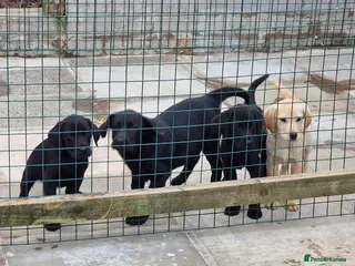 Labrador Retriever dogs 4 REALLY BEAUTIFUL LABRADOR PUPPIES - Advert 5
