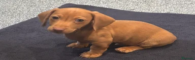 Miniature Dachshund Puppy 1