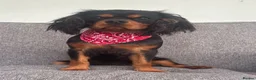 Cavalier King Charles Spaniel dogs for sale: KC Registered KCCS B&T boy for sale  - Advert 6