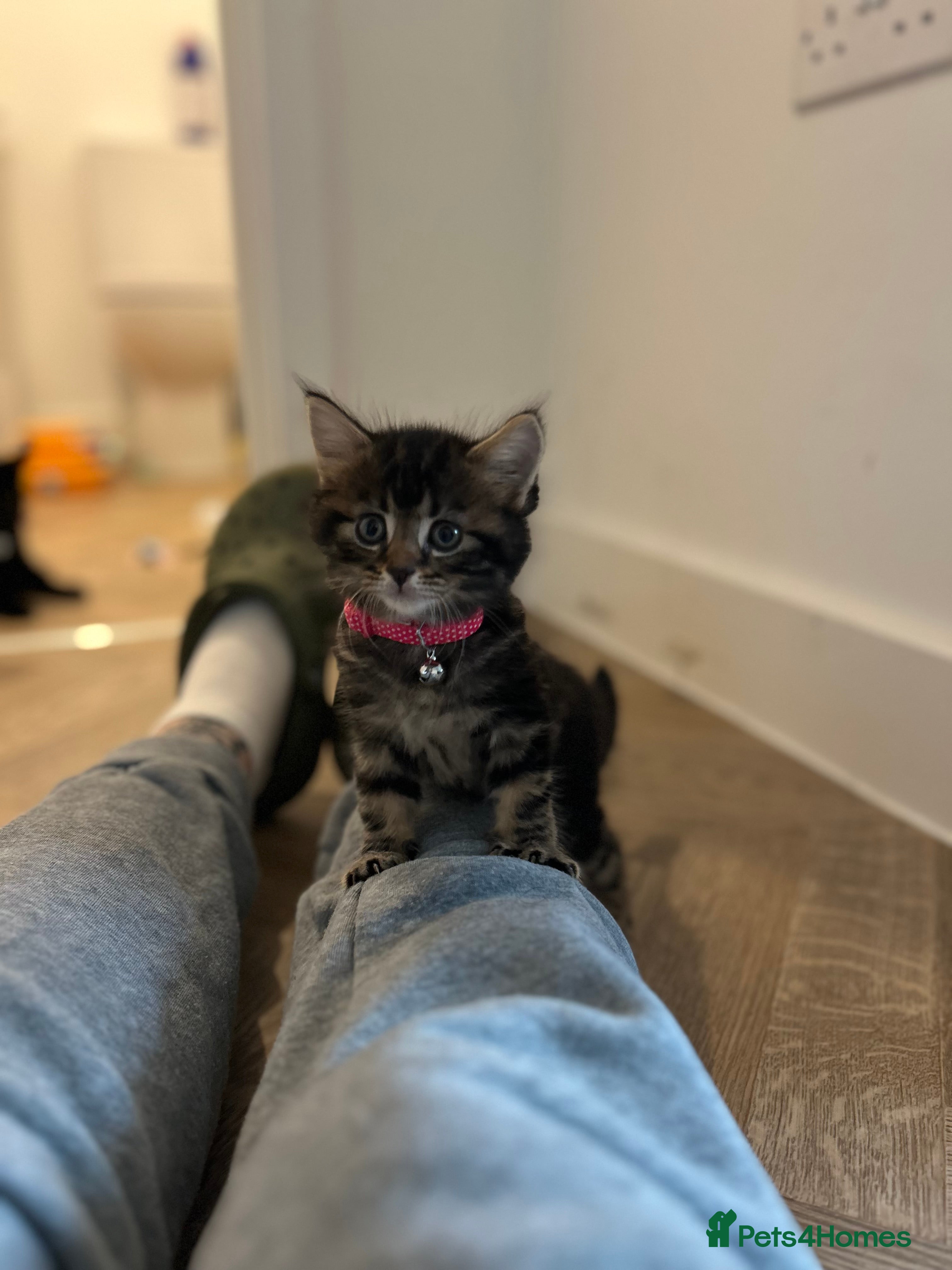 Mixed Breed cats Beautiful fluffy tabby’s **only one female left** - Advert 2