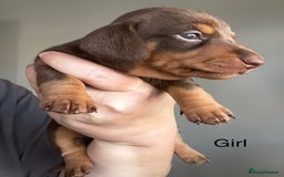 Miniature Dachshund dogs for sale: Miniature Dachshunds  - Image 21