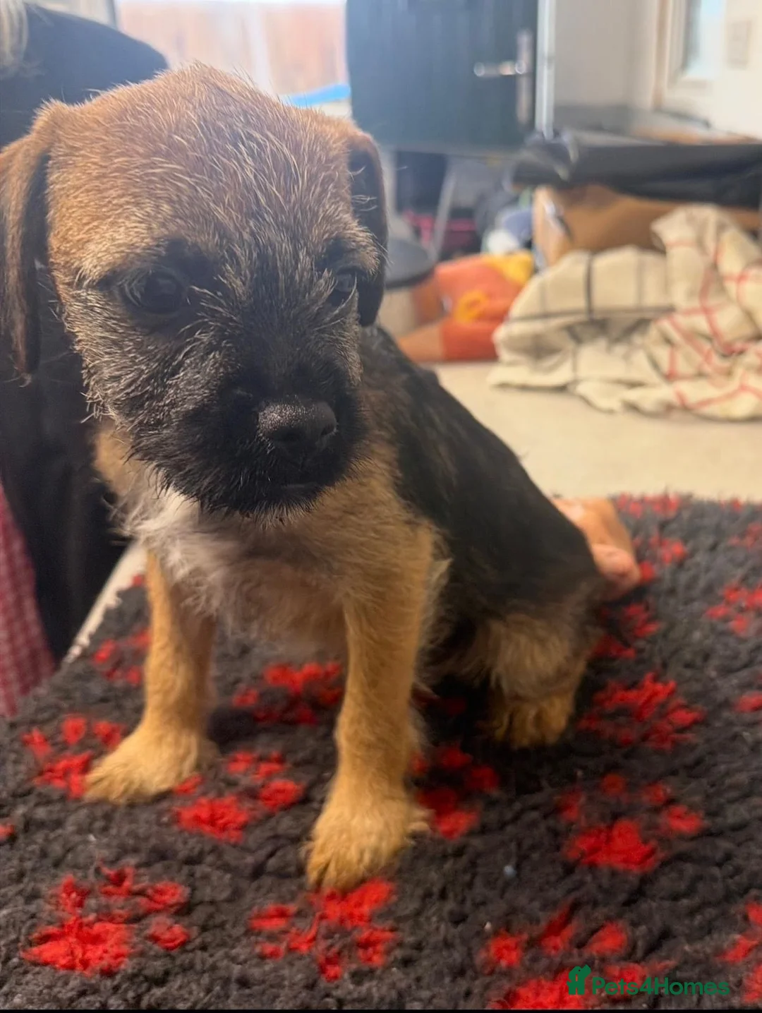 Border Terrier dogs for sale: K.C. Registered border terrier - Advert 1