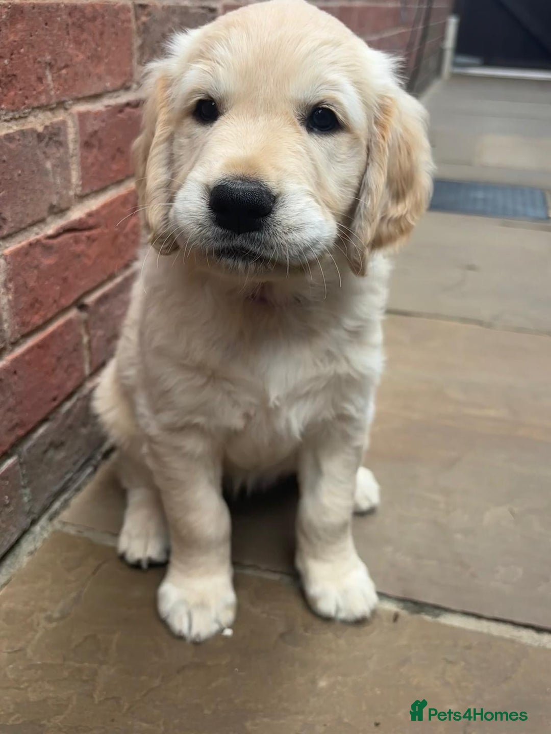Golden Retriever dogs for sale: Ready now - Golden Retriever Puppies  - Image 15