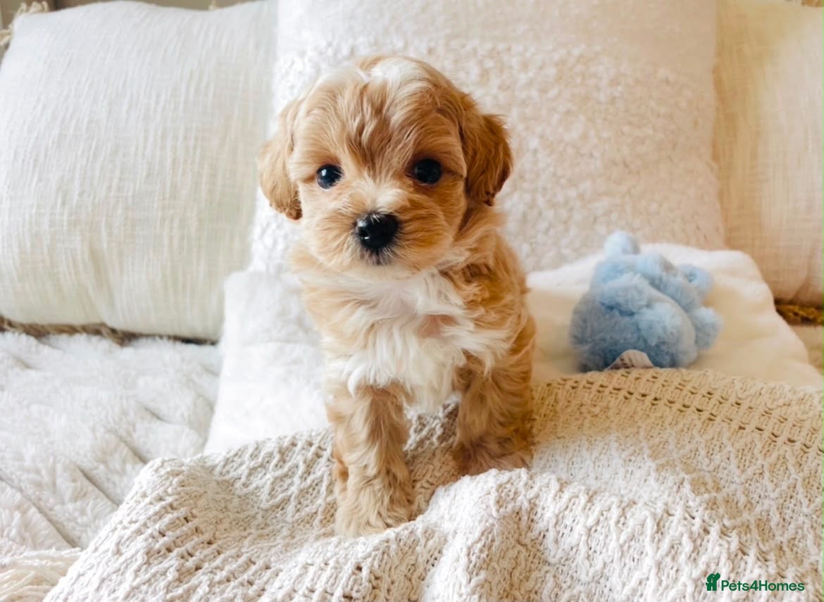 Maltipoo dogs Stunning F1 Toy Maltipoo Puppies - Boy & Girl - Advert 2