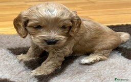 Cockapoo dogs for sale: F1 Miniature Cockapoo puppies  - Image 12