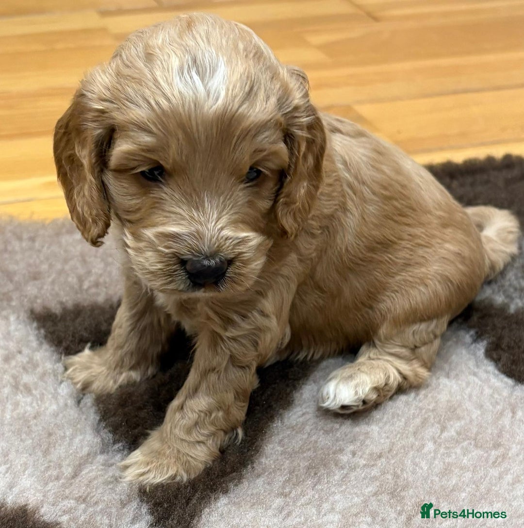 Cockapoo dogs for sale: F1 Miniature Cockapoo puppies  - Image 12