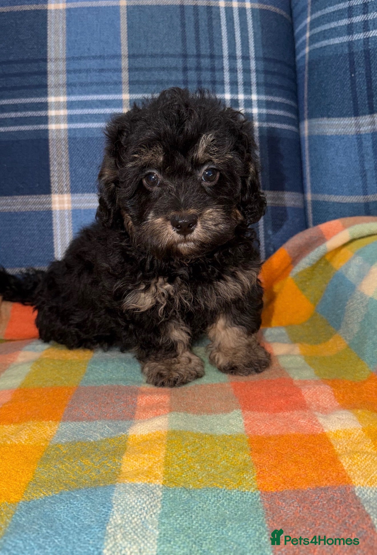 Shihpoo dogs 💜🧡💛Stunning Shihpoo Puppies Ready Now💛🧡💜 - Advert 1