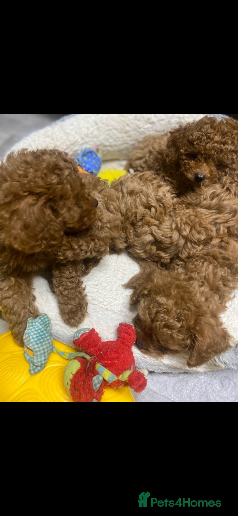Cavapoo dogs for sale: Cavapoo babies  - Advert 18