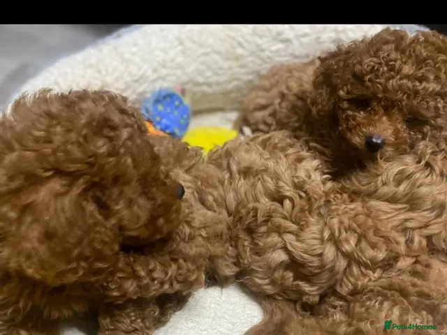 Cavapoo dogs for sale: Cavapoo babies - Advert 18