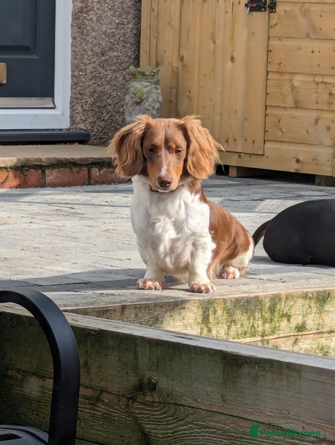 Weenie Dog White Long Haired Miniature Dachshund Standard