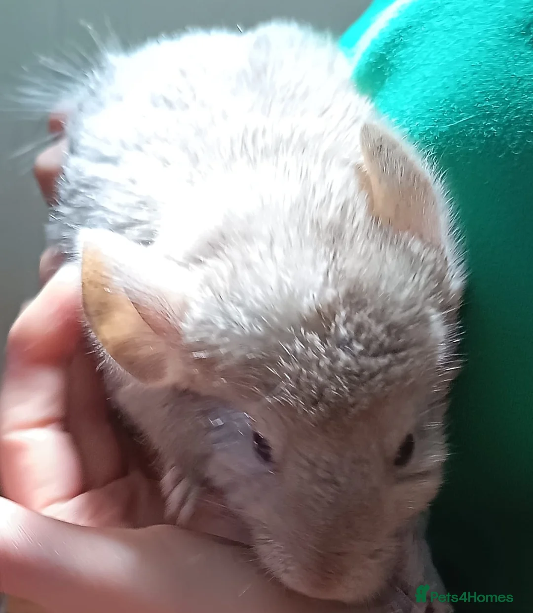 Chinchilla rodents for sale: Baby chinchillas - Advert 2