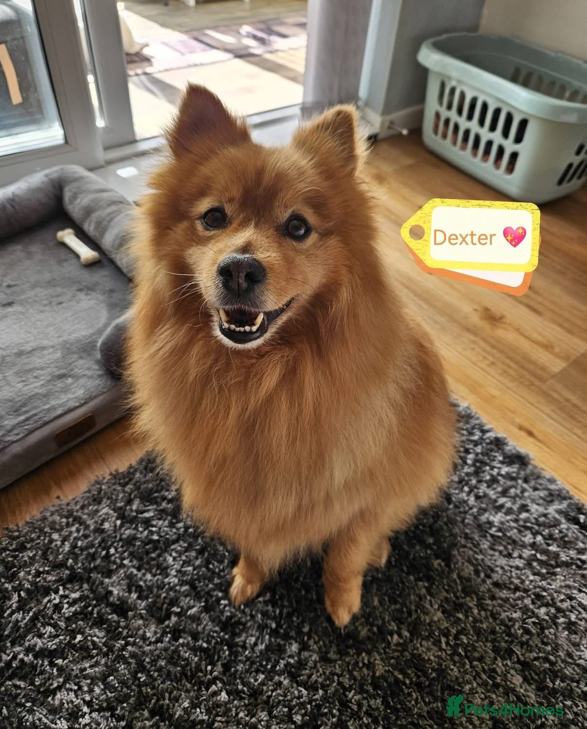 Mixed Breed dogs ‼️URGENT 💙🐶 DEXTER – A Sweet Spitz Cross - Advert 6