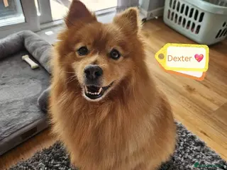 Mixed Breed dogs ‼️URGENT 💙🐶 DEXTER – A Sweet Spitz Cross - Advert 6