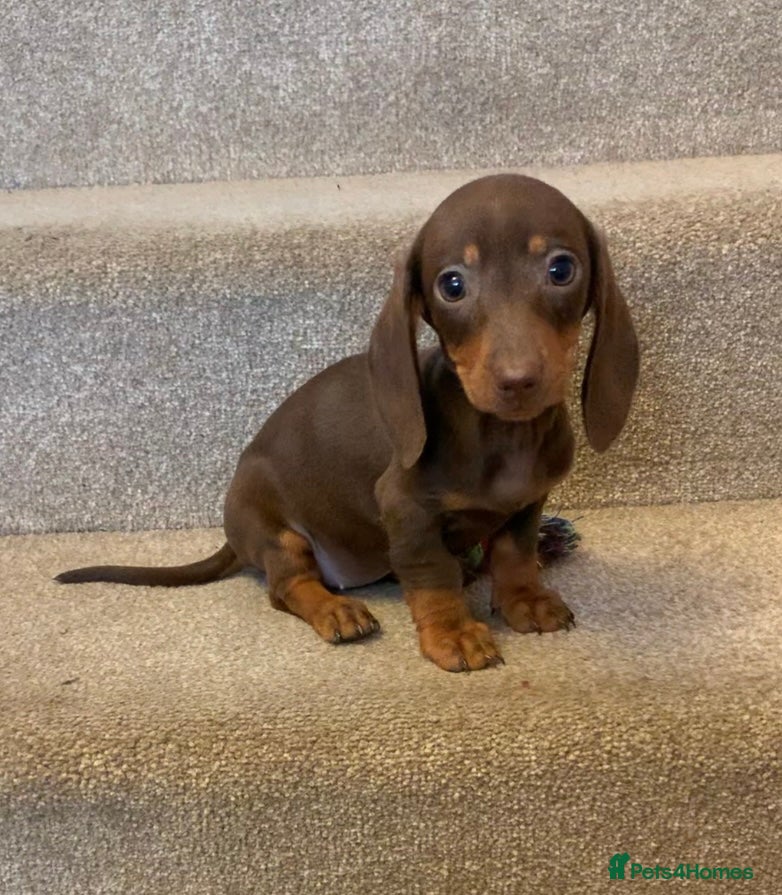 Miniature Dachshund dogs Miniature dachshund, last baby girl ready today. - Advert 16