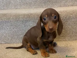 Miniature Dachshund dogs Miniature dachshund, last baby girl ready today. - Advert 16