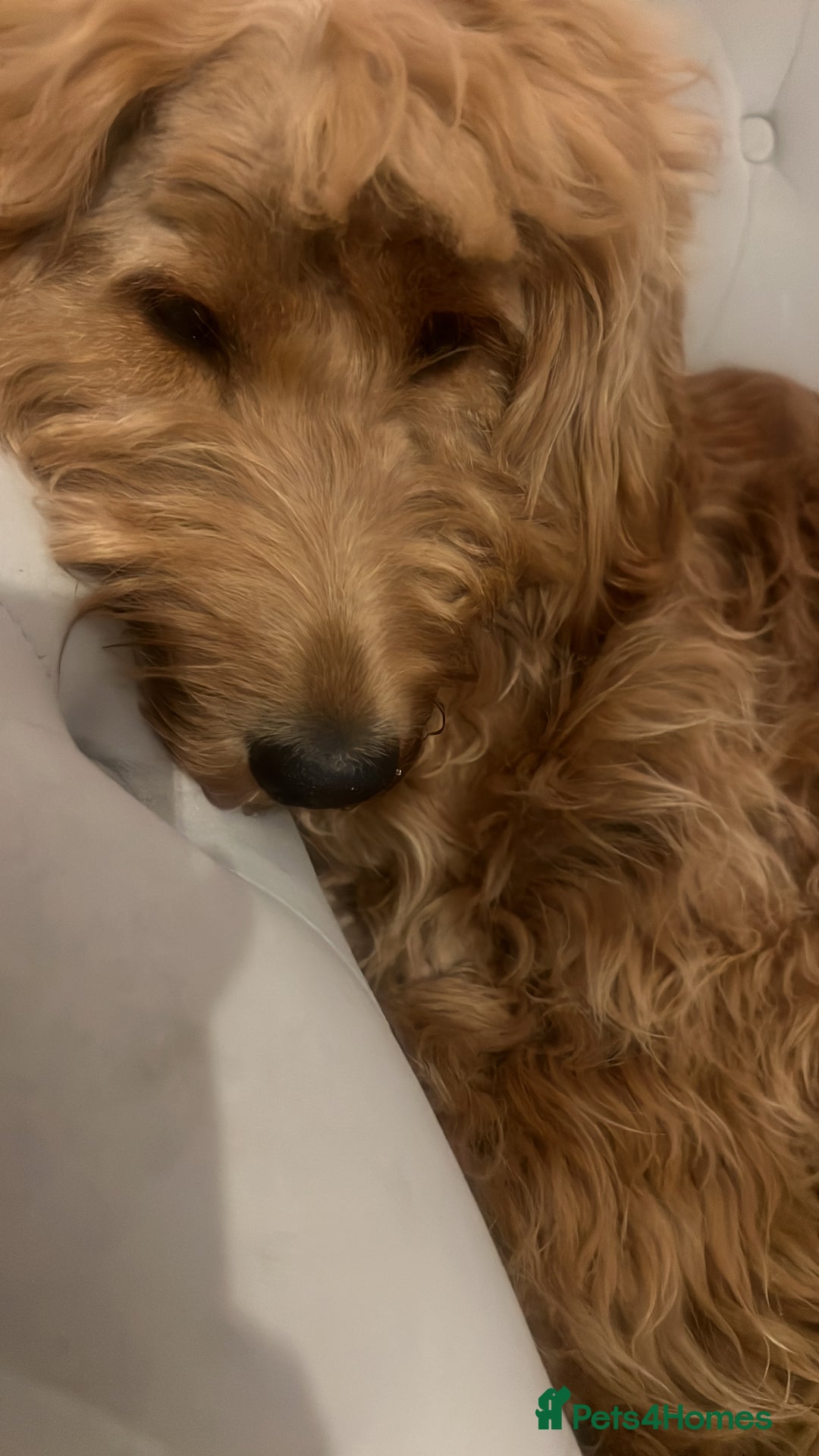 Cockapoo dogs for sale: Zara – 15 month girl looking for her forever home - Advert 4