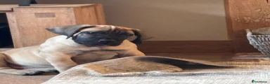 Boerboel 3