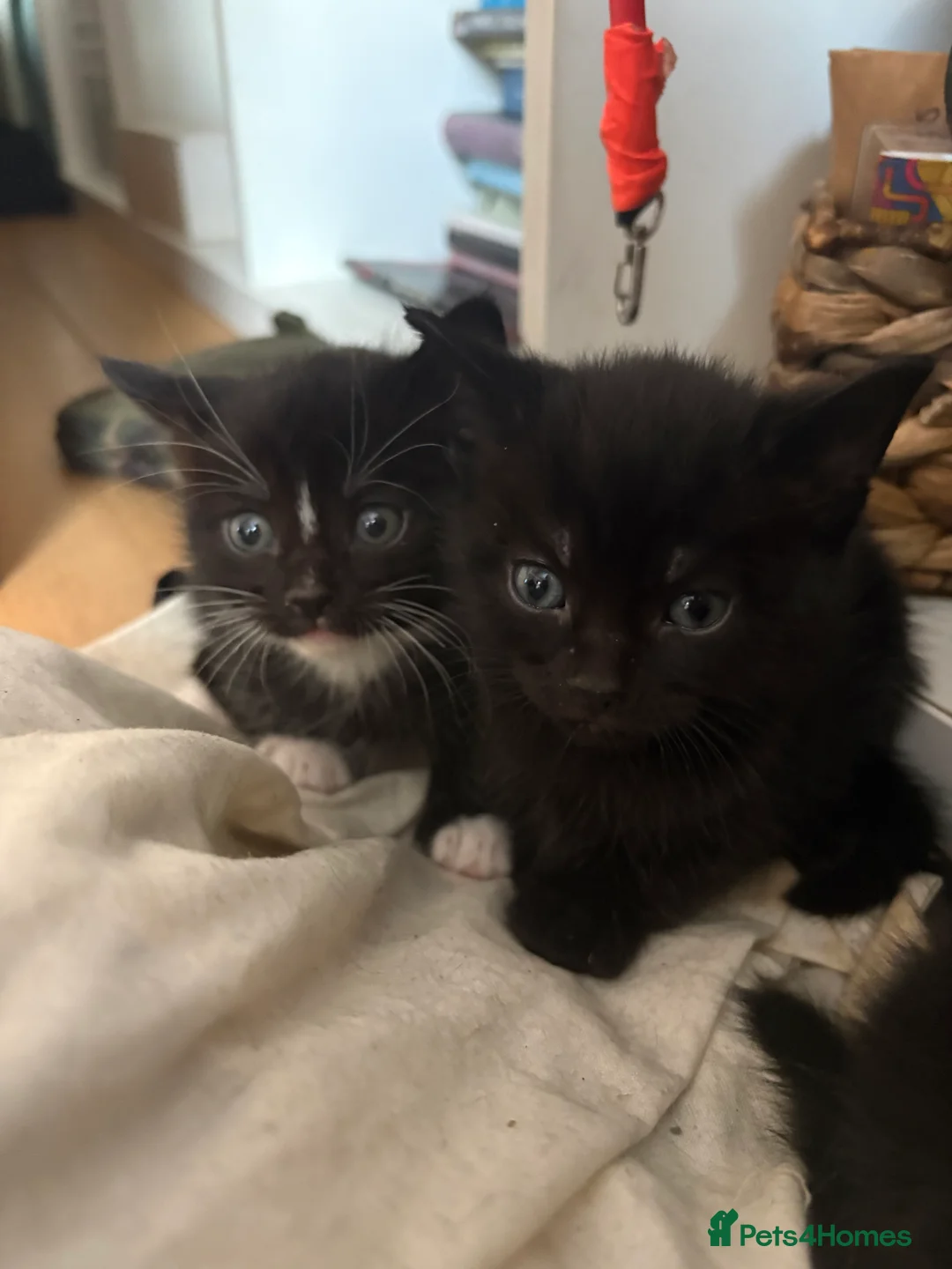 Mixed Breed cats for sale: Super cute kittens - Advert 2