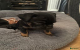 Mixed Breed dogs for sale: Beautiful puppies - Image 9