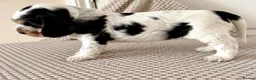 Cocker Spaniel dogs for sale: 🍋REAVAILABLE KC lemon roan show cocker - Advert 19